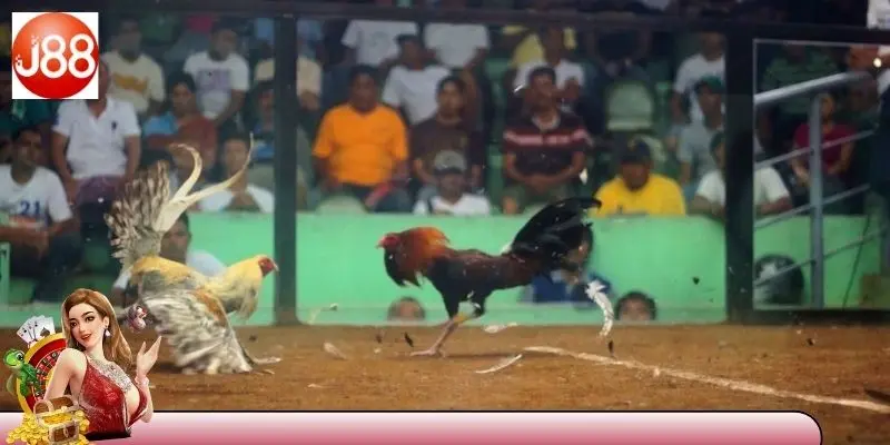 Mẹo chơi trực tiếp đá gà hiệu quả cho người tham gia
